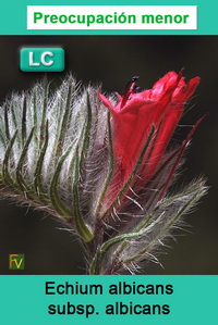 Echium albicans albicans