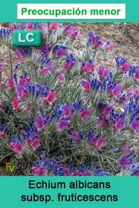 Echium albicans fruticescens