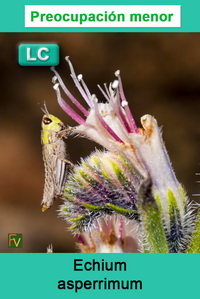 Echium asperrimum