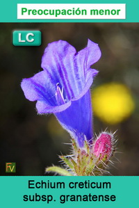 Echium creticum granatense