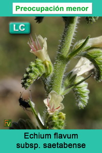 Echium flavum saetabense