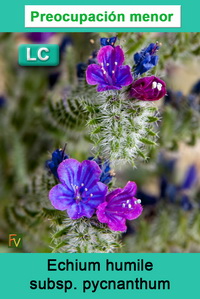 Echium humile pycnanthum