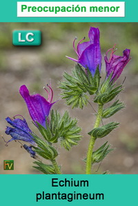 Echium plantagineum