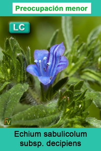 Echium sabulicolum decipiens
