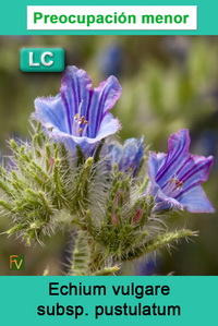 Echium vulgare pustulatum