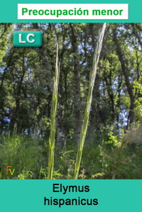 Elymus hispanicus