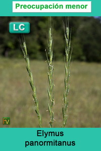 Elymus panormitanus