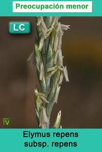 Elytrigia repens repens