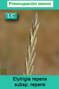 Elytrigia repens repens