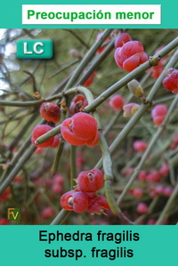 Ephedra fragilis fragilis