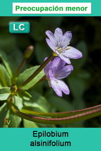 Epilobium alsinifolium