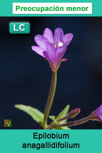 Epilobium anagallidifolium