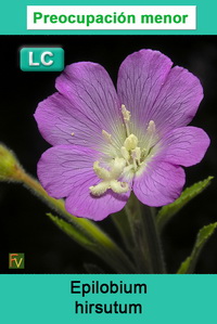 Epilobium hirsutum