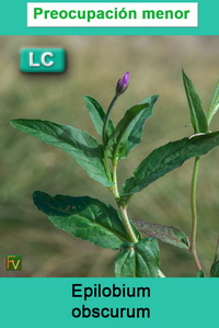 Epilobium obscurum