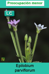 Epilobium parviflorum