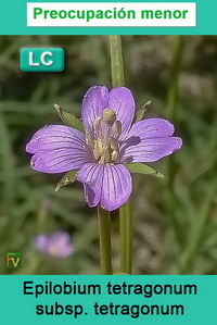 Epilobium tetragonum tetragonum