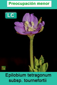 Epilobium tetragonum tournefortii