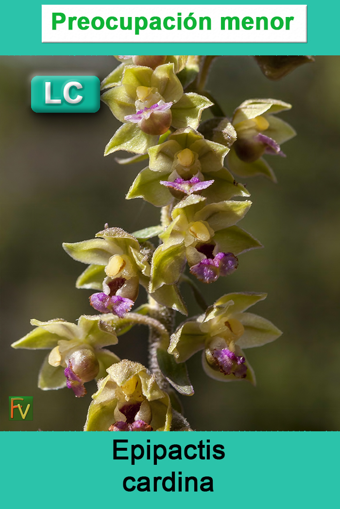 Epipactis cardina