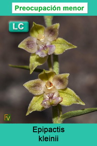 Epipactis kleinii