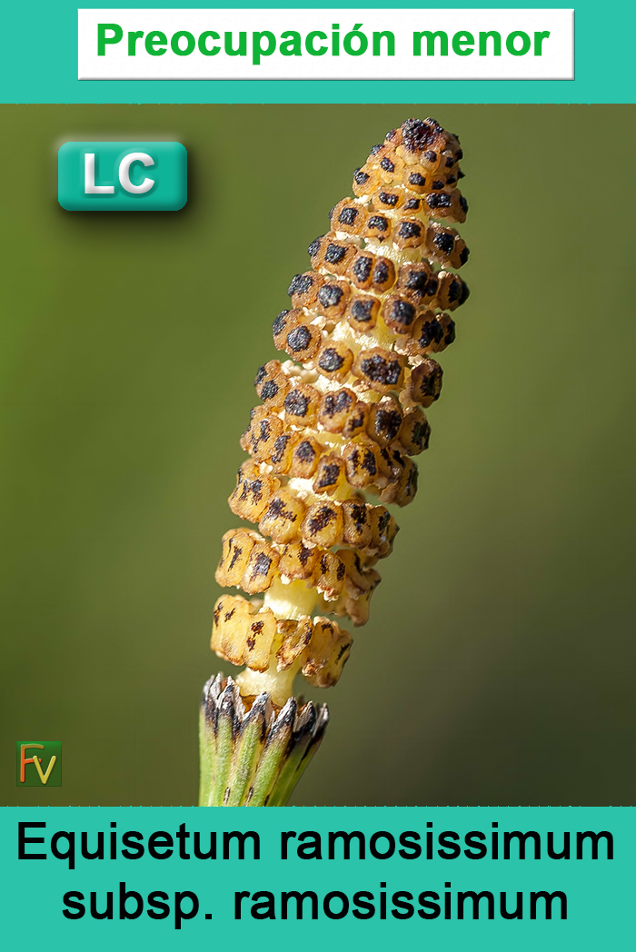 Equisetum ramosissimum ramosissimum