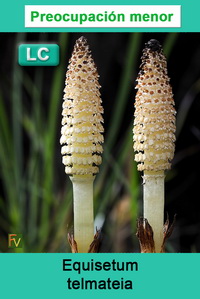 Equisetum telmateia