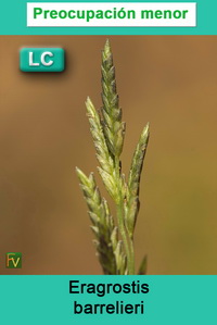 Eragrostis barrelieri