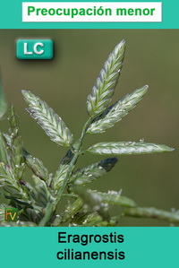 Eragrostis cilianensis