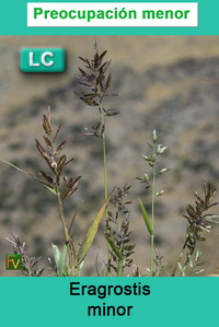 Eragrostis minor