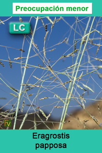 Eragrostis papposa