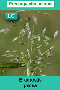 Eragrostis pilosa