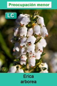 Erica arborea
