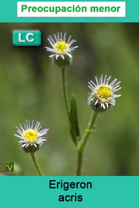 Erigeron acris