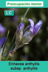 Erinacea anthyllis anthyllis