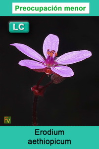Erodium aethiopicum