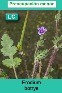 Erodium botrys