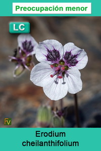 Erodium cheilanthifolium