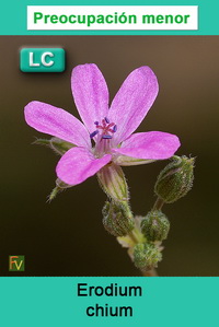 Erodium chium