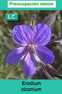 Erodium ciconium