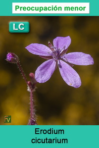 Erodium cicutarium