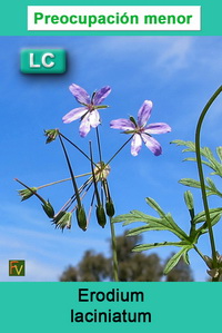 Erodium laciniatum