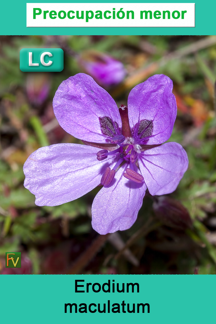 Erodium maculatum