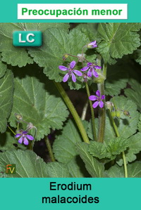 Erodium malacoides
