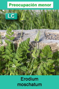 Erodium moschatum