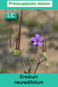 Erodium neuradifolium