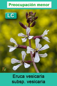 Eruca vesicaria vesicaria