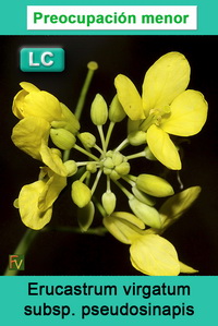 Erucastrum virgatum pseudosinapis