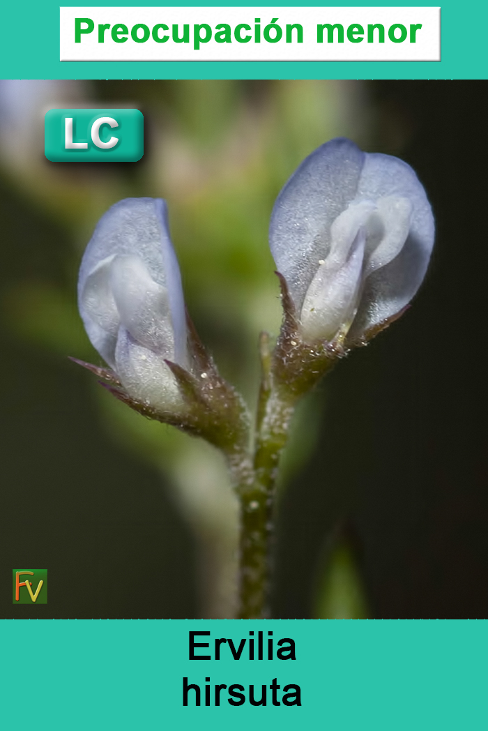 Ervilia hirsuta