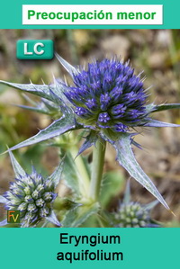 Eryngium aquifolium