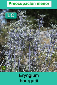 Eryngium bourgatii