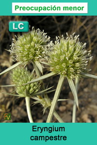 Eryngium campestre